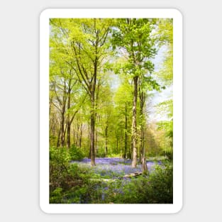 Bluebell Woods in Spring Sticker